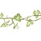 Leafy Ivy Vine Wall Stencil | 2825 by Designer Stencils | Floral Stencils | Reusable Art Craft Stencils for Painting on Walls, Canvas, Wood | Reusable Plastic Paint Stencil for Home Makeover | Easy to Use &#x26; Clean Art Stencil